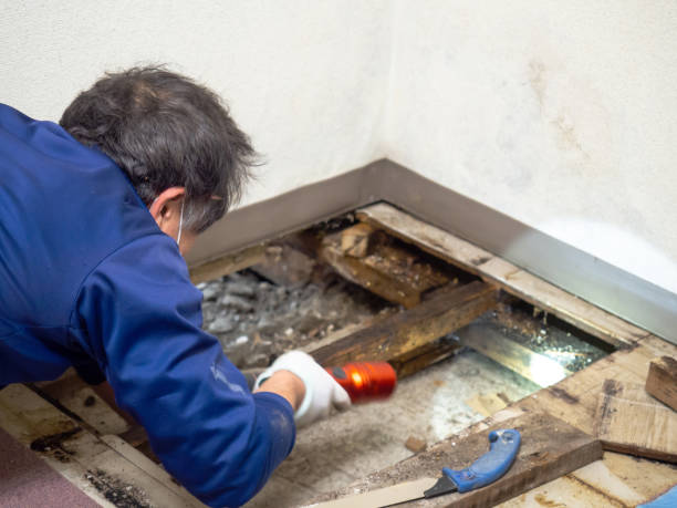 Best Toxic Mold Removal  in South Hutchinson, KS