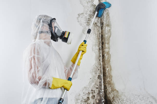 Mold Removal and Inspection in South Hutchinson, KS