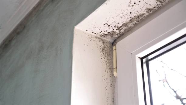Best Professional Mold Removal  in South Hutchinson, KS