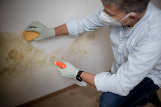 Best Mold Remediation Experts  in South Hutchinson, KS