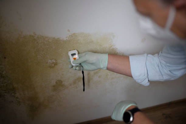 Professional Mold Removal in South Hutchinson, KS