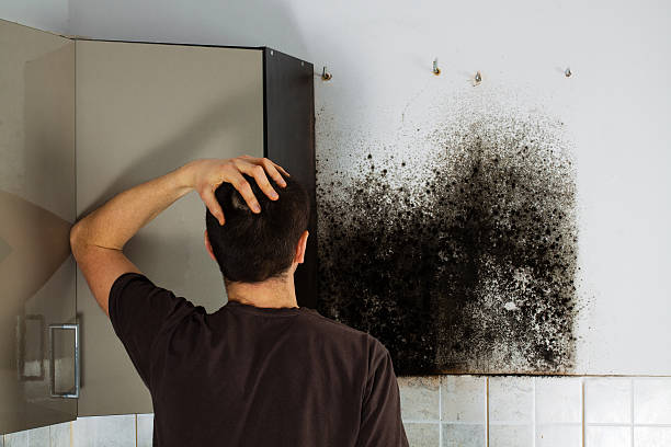 Best Mold Damage Repair  in South Hutchinson, KS