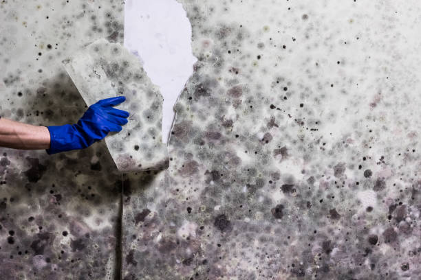 Best Fast Mold Removal  in South Hutchinson, KS