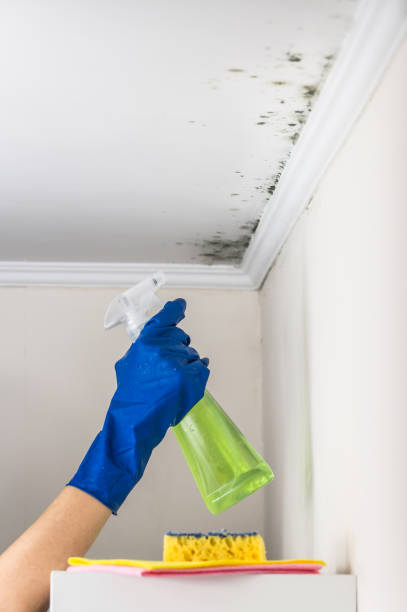 Best Black Mold Removal  in South Hutchinson, KS